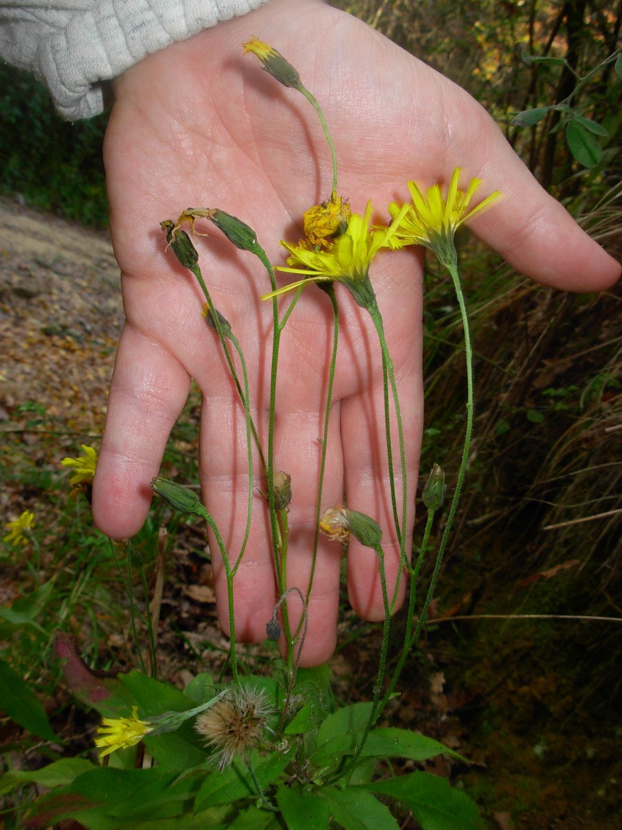 Hieracium neoplatyphyllum Gottschl.